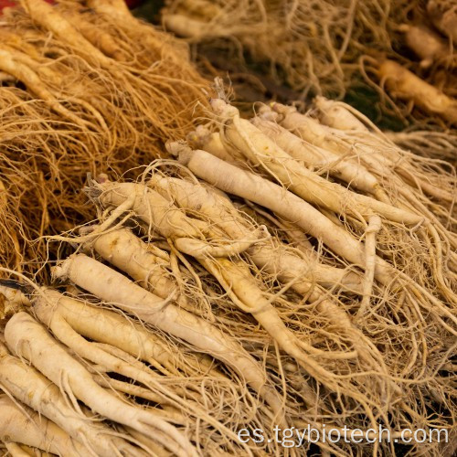 Extracto de raíz de ginseng de Panax/ extracto de ginseng 80% ginsenosidos